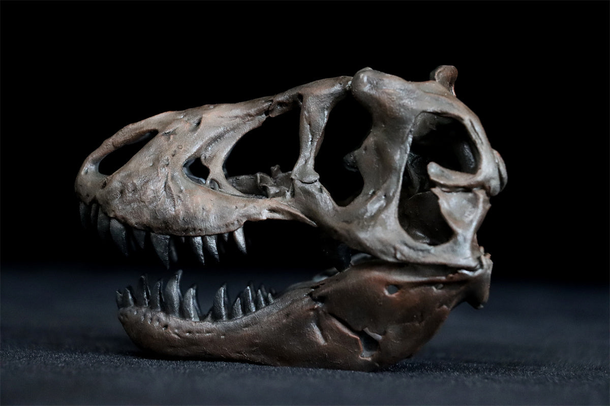 Tyrannosaurus Skull Model