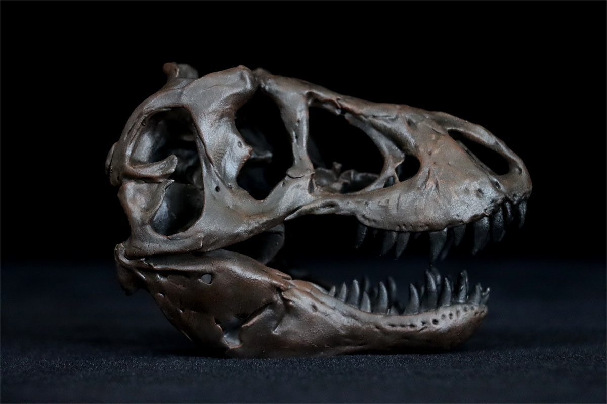 Tyrannosaurus Skull Model ティラノサウルス Tyrannosaurus Skull Model – Lana Time Shop
