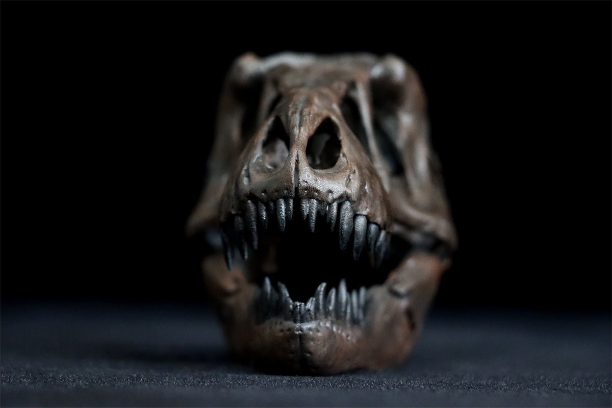 Tyrannosaurus Skull Model