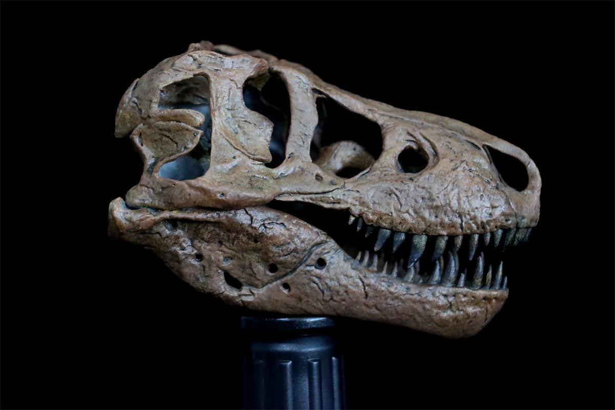 Tyrannosaurus Skull Model