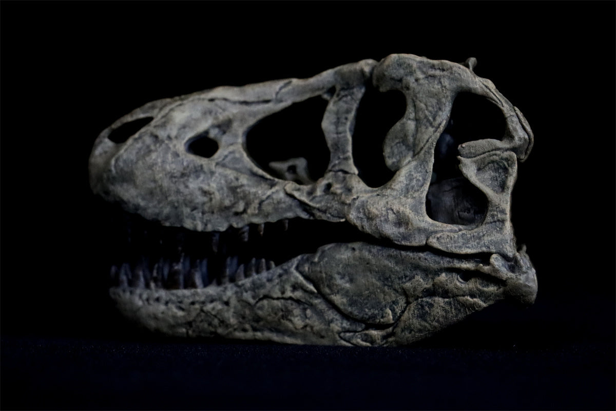 Tyrannosaurus Skull Model
