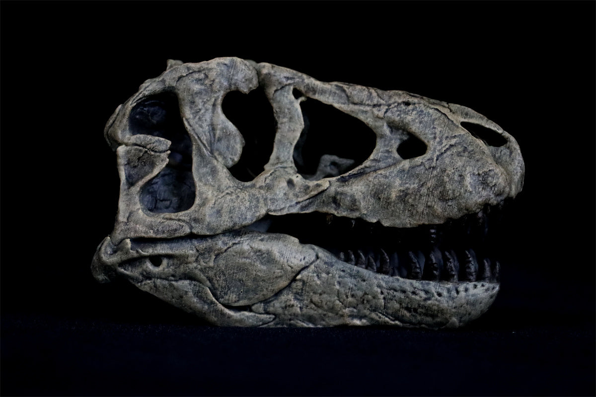 Tyrannosaurus Skull Model
