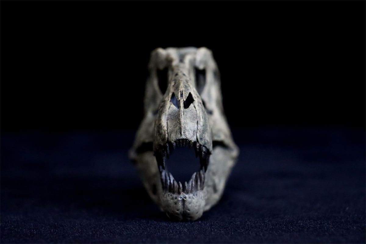 Tyrannosaurus Skull Model