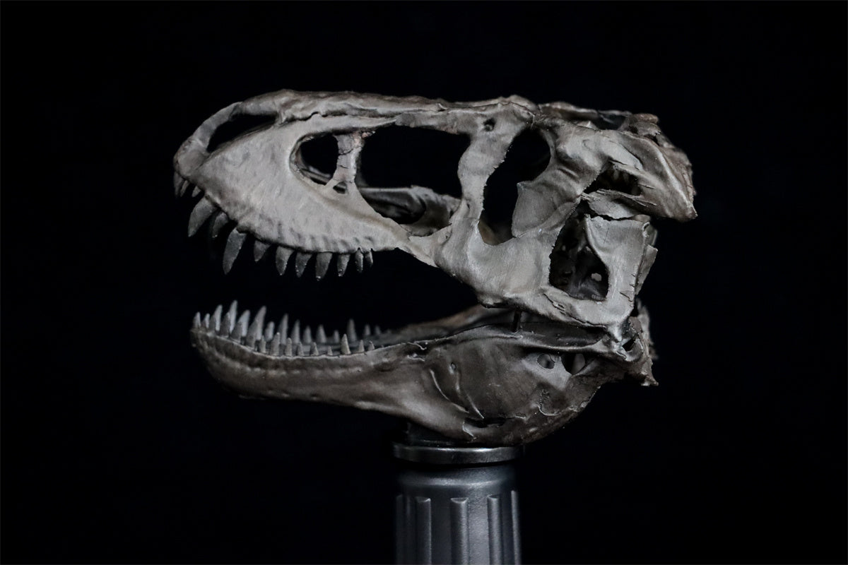 Tyrannosaurus Skull Model