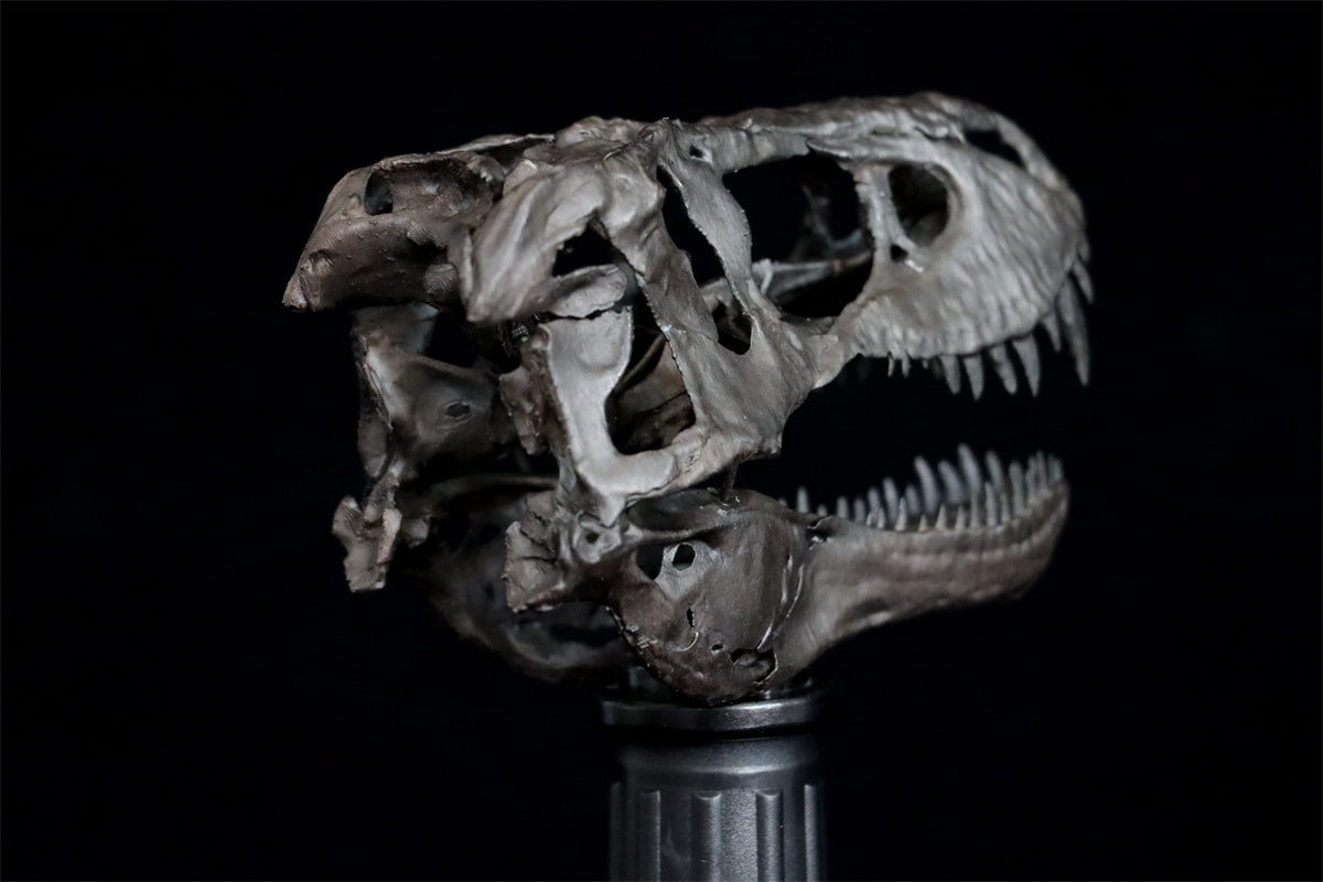 Tyrannosaurus Skull Model