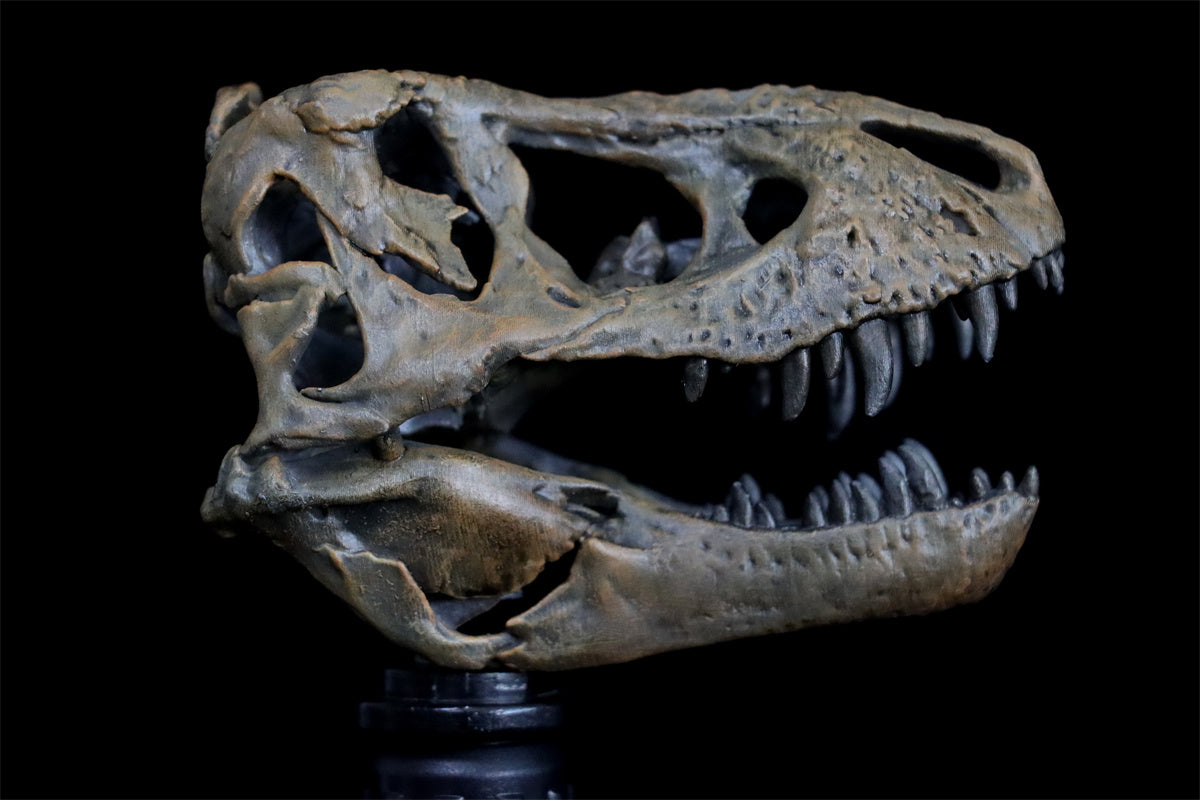 Tyrannosaurus Skull Model