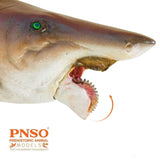 PNSO Helicoprion Haylee Model