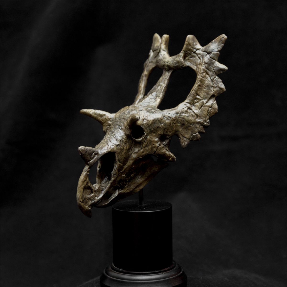 Spiclypeus Shipporum Skull Model