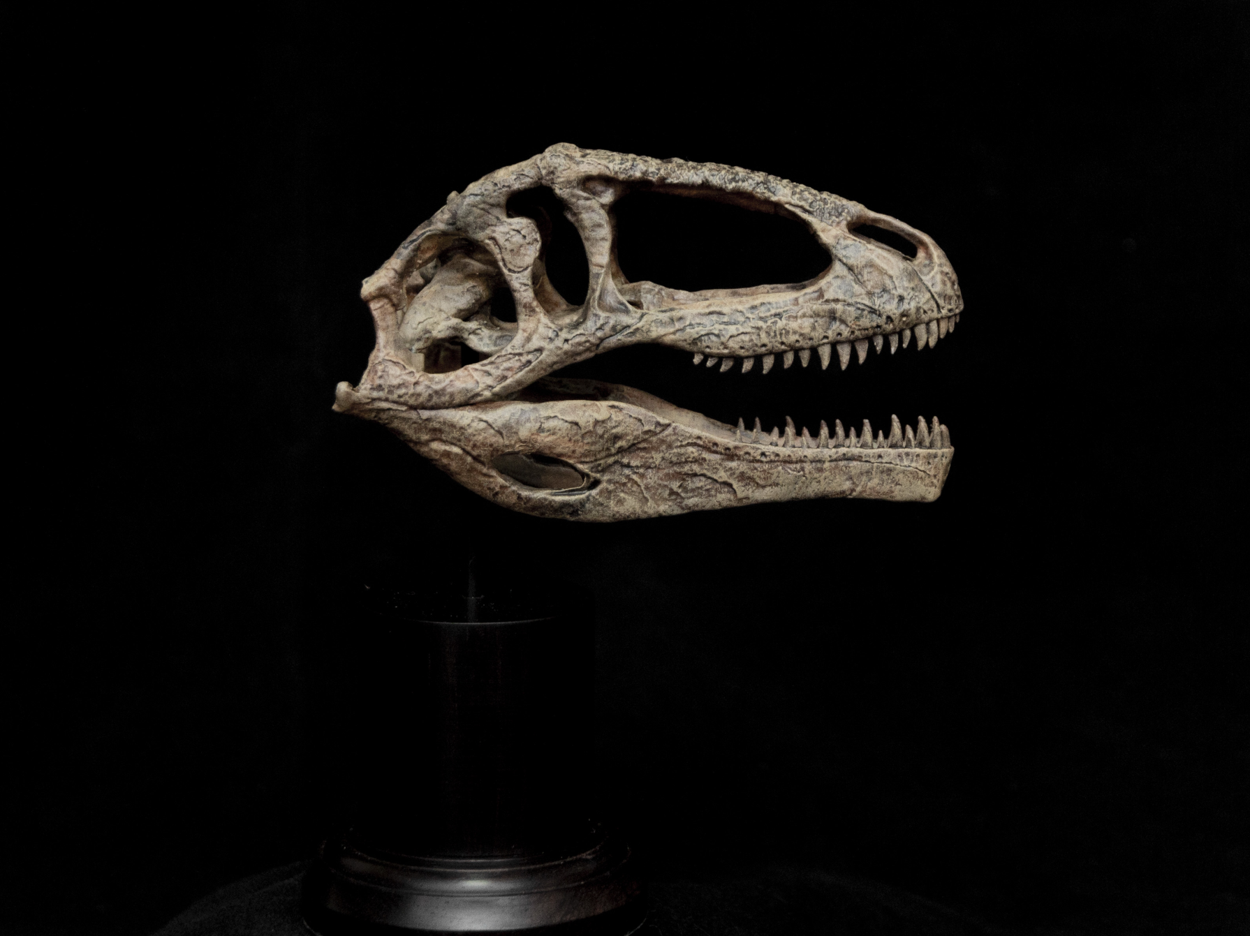 Giganotosaurus Skull Model