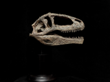 Giganotosaurus Skull Model