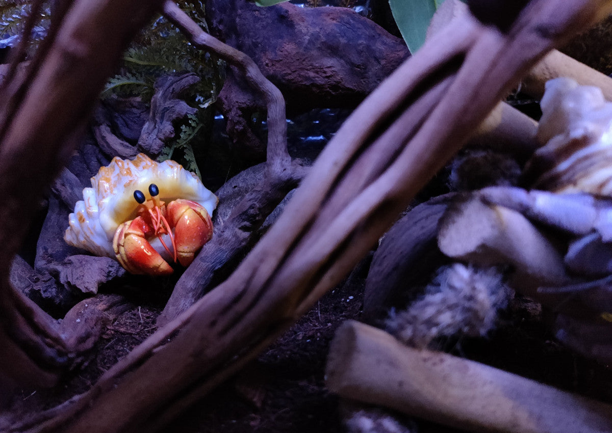 Hermit Crab Blind Box Model