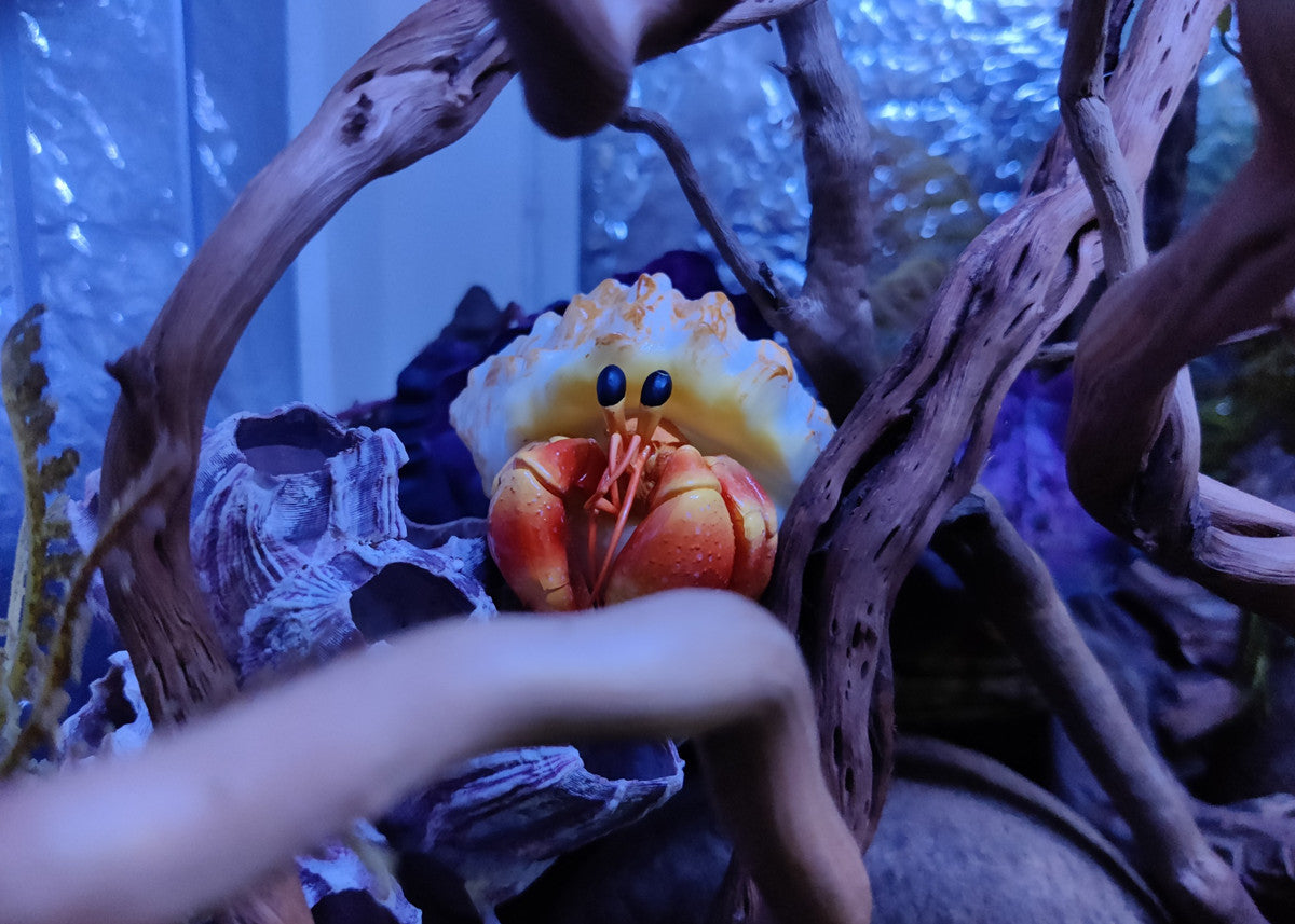 Hermit Crab Blind Box Model