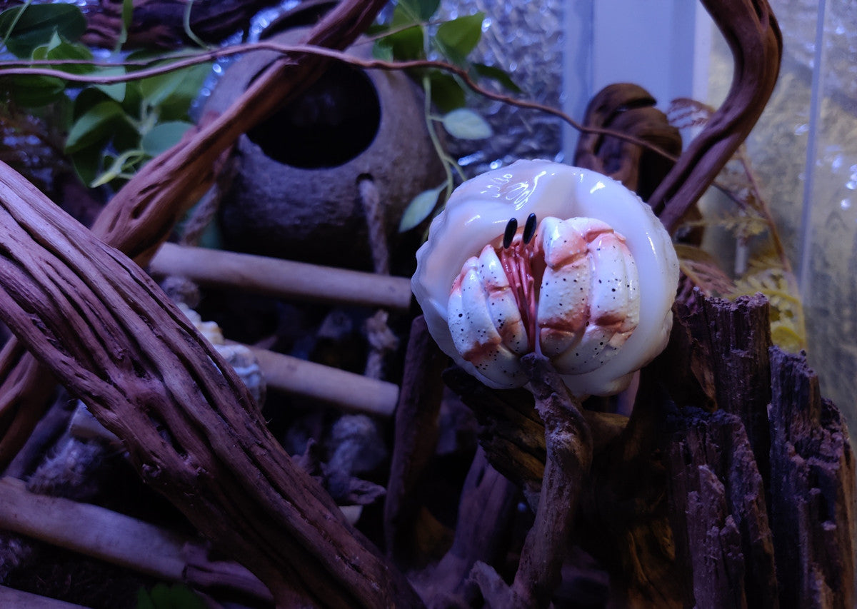 Hermit Crab Blind Box Model