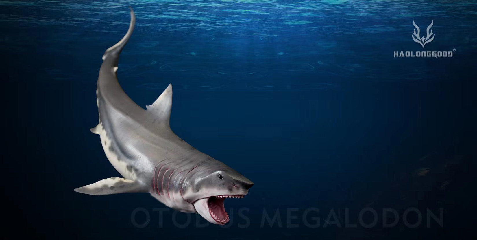 HAOLONGGOOD Megalodon Model