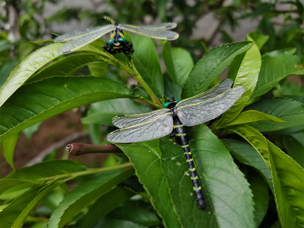 Anotogaster Dragonfly Model