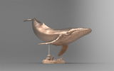 1/35 Humpback Whale Model