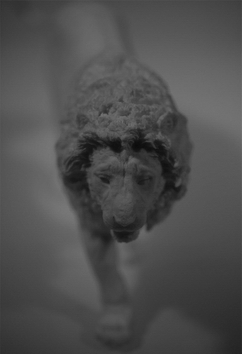 1/10 Male Lion Model