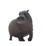 PNSO Hippopotamus Figure