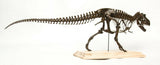 1/20 Tyrannosaurus Rex Trix Skeleton Model