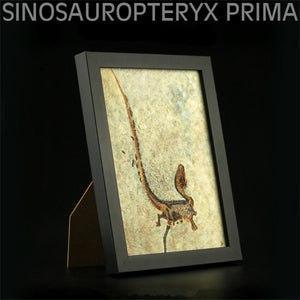 Vitae Sinosauropteryx prima Fossil Model