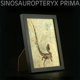 Vitae Sinosauropteryx prima Fossil Model