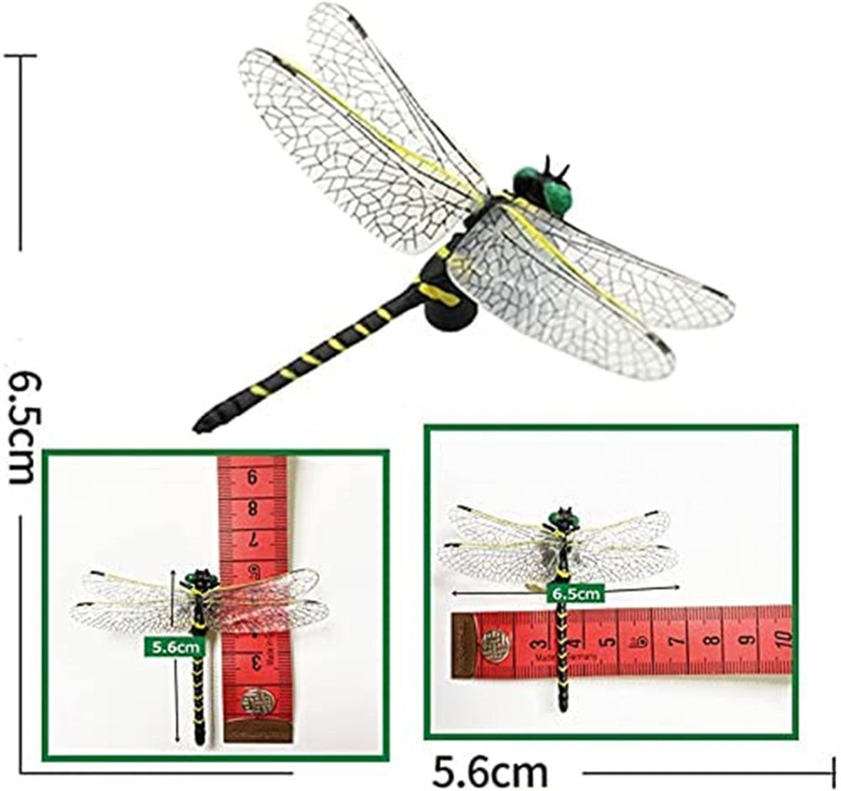 Anotogaster Dragonfly Model